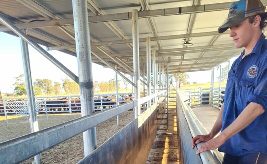 Lawson Gulliver's cattle race with full-length catwalk.