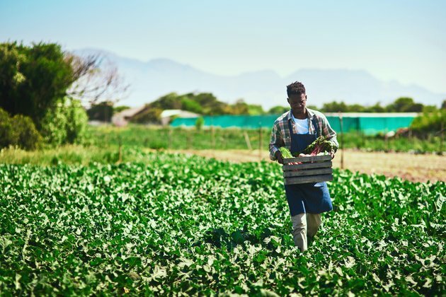 Black farmers in South Africa need support: how it could be done