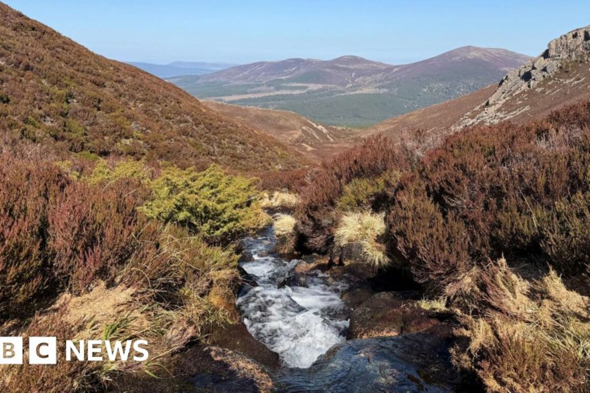 Charity to plant 30,000 trees for Cairngorms mountain woodland