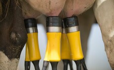 Managing cows' environment critical for udder health