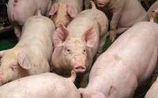 Brechin pork processing plant owner acquired by Browns Food Group