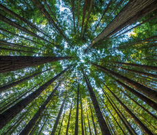 Microsoft inks 15-year nature-based carbon removals deal with US-based Chestnut Carbon