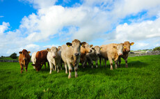 Government launches call for evidence on how to tackle livestock methane emissions