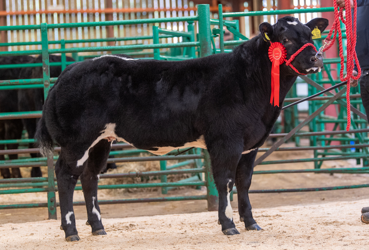 Winning British Blue sired heifer which sold for £3,000