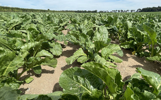 Elveden Estate trial: Regenerative farming boosts soil health but challenges sugar beet yields