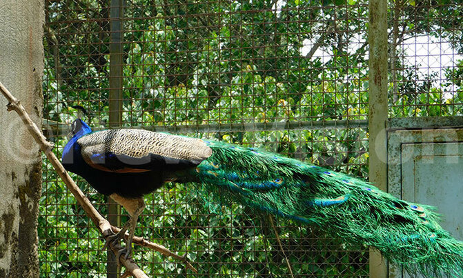 Peacocks court using feathers Peacocks court using feathers