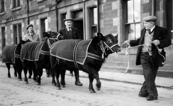 Young Aberdeen-Angus bulls arriving at the Perth bull sales in 1950s.