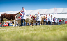 Balmoral Show: Salers bull crowned beef champion 