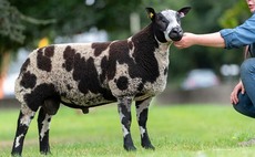 Dutch Spotted sheep record smashed at Carlisle