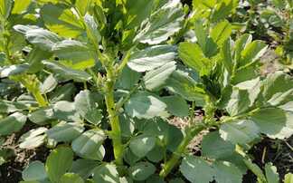 Don't overlook the benefits of growing beans