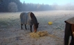 Horse owners prompted to help prevent outbreaks