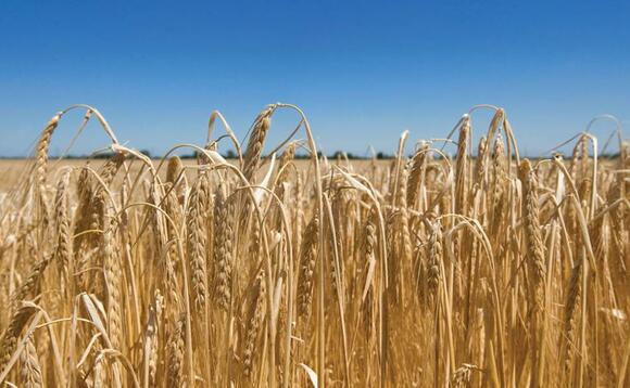 Challenging season delivers variable barley yields