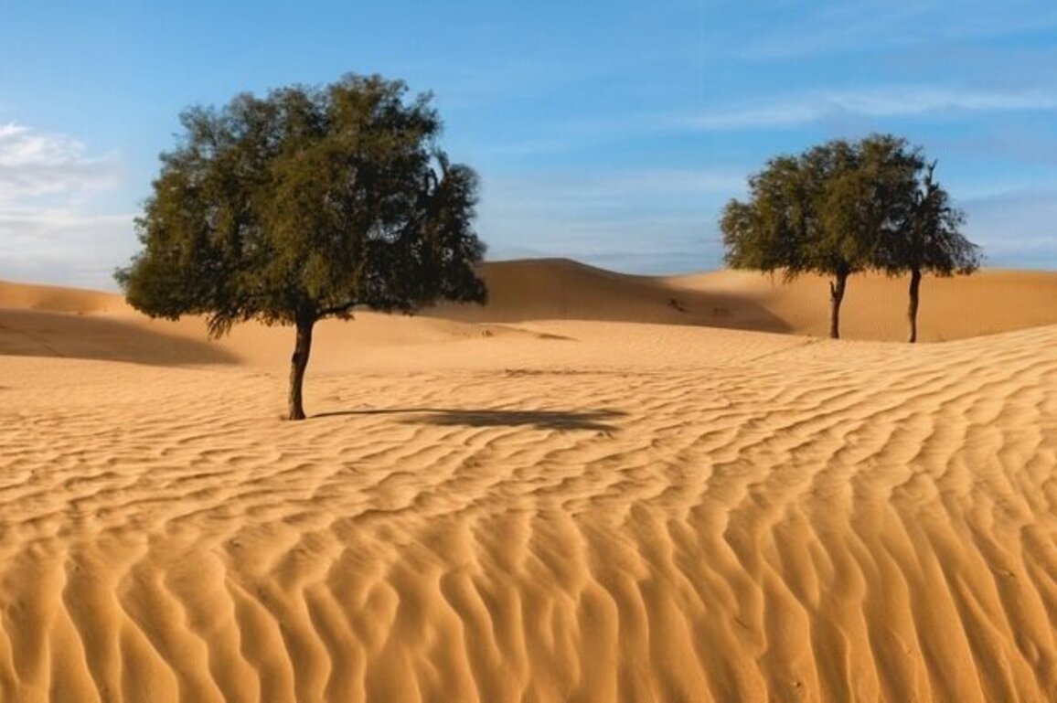 EAD, ICBA complete UAE's 1st Ghaf tree population genomics study