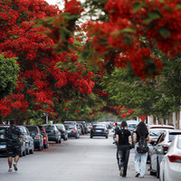 EGYPT-CAIRO-ROYAL POINCIANA-BLOSSOMS
