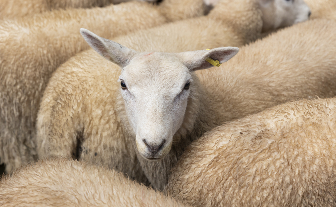 Multiple markets help sheep demand