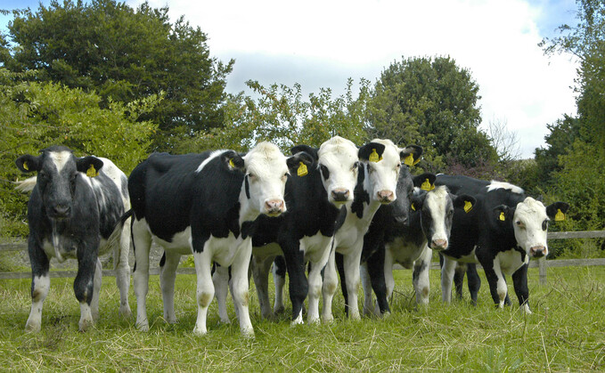 GB Dairy Calf Strategy progress report shows success