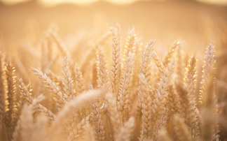 Wheat, oilseed and barley production reduces