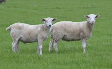 New environmental index launched to cut UK sheep flock carbon footprint