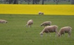  Victoria is kicking goals with its NLIS electronic ID for sheep and lambs. Picture Mark Saunders.