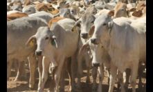  Live cattle trade suppliers in northern Australia have celebrated a win over the Commonwealth. Image courtesy LiveCorp.