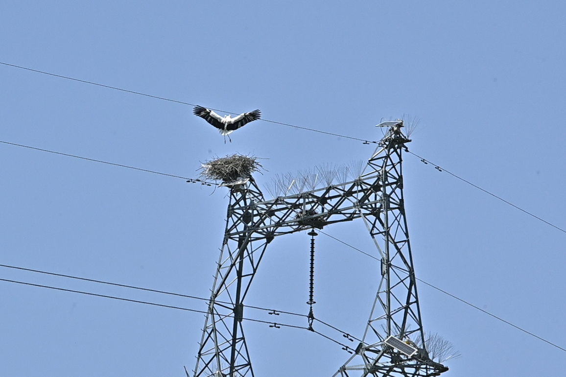CHINA-SHANXI-RARE STORK-NEST-TRANSMISSION TOWER (CN)