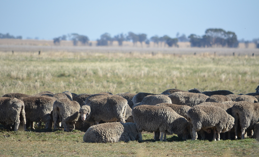Sheep and lamb production is expected to lift significantly this year.  Credit: Mark Saunders. 