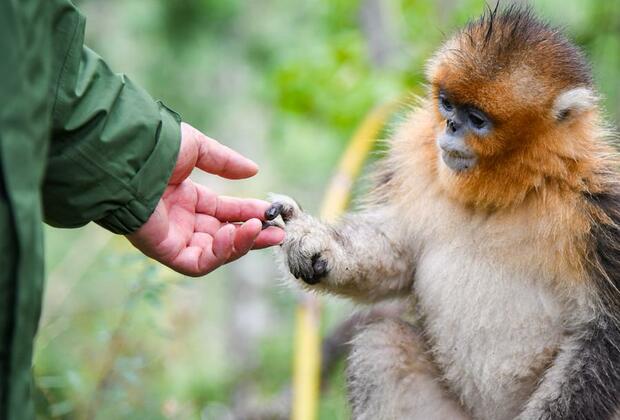 Chinese scientists create monkey blastoids, boosting regenerative medicine