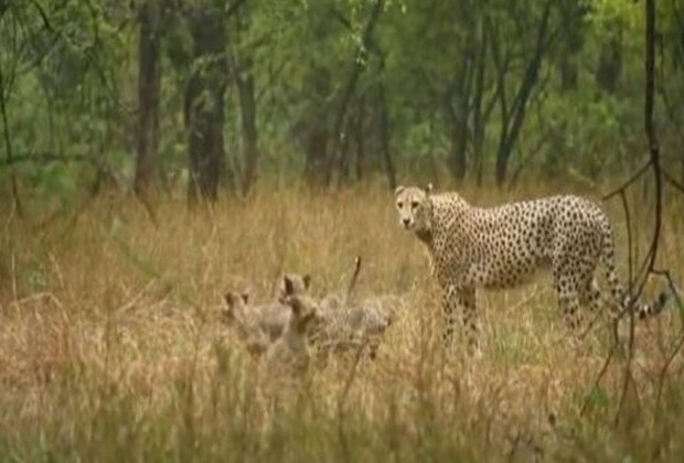 MP: Cheetah Gamini and her 5 cubs enjoy monsoon showers at Kuno National Park