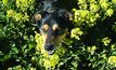 Grazing canola benefits whole farm