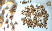  Gold recovered during prospecting at Padbury