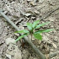 Penyedap rasa dari daun: Warisan Dayak Kalimantan Tengah yang terkikis modernitas