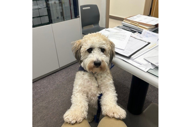 'Deputy Dale' joins Illinois sheriff's office as therapy dog