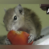 Squirrel as Pet: Tamil Nadu youngsters teach a lesson in compassion