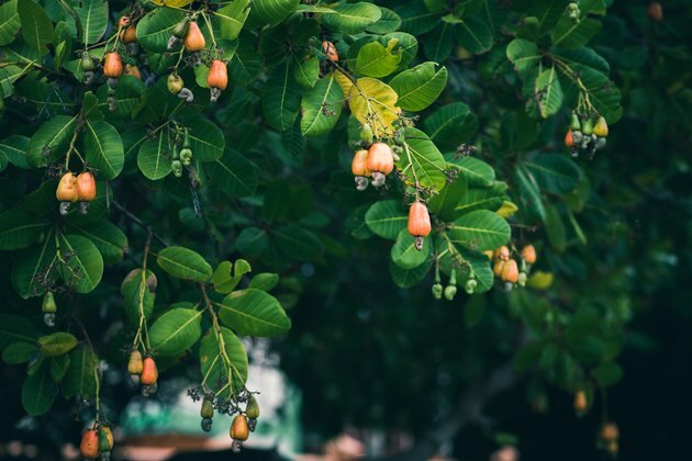 Ghana wants to grow more cashews. But what about unintended consequences?