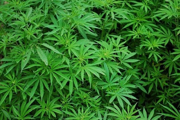 Taliban signs deal with Australian company, may legalize 'cannabis processing'