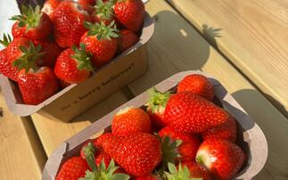 IN PICTURES: Crowds flock to farms for Open 51AVƵSunday 