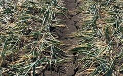 'Most challenging season ever encountered' by onion sector