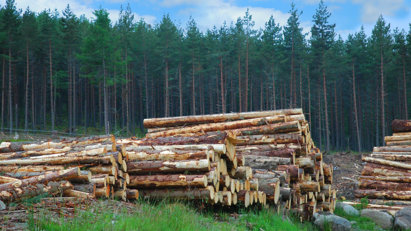 Scottish timber initiative plants seed of sustainability for UK construction