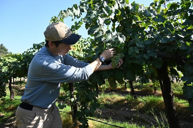 California wineries struggle with tariff fallout