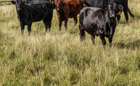 Letters: "New QMS assurance standards are the most practical and farmer-focused in decades"