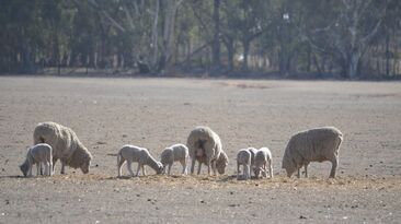 Pregnancy scanning is considered one of sheep producers’ most important tools this year, but only if the information is used.