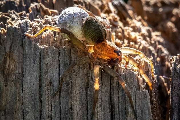 Researchers Say Climate Change Causing Arctic Spider Population Boom