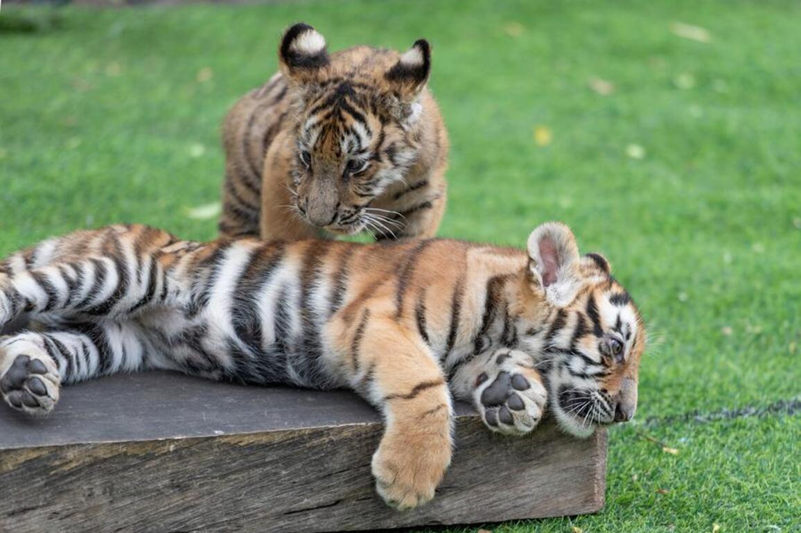 National park in northeast China fosters big cat comeback, awareness