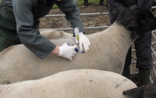 Vets now able to diagnose bluetongue on-farm to cut test waiting times