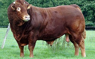 Bluetongue spreads to Yorkshire farm after case detected in bull