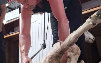 Scottish sheep shearer finds success in New Zealand