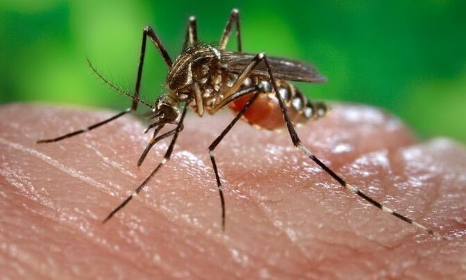 Ministry of Health declares Uganda free of yellow fever Ministry of Health declares Uganda free of yellow fever