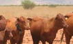 Diversified cattle markets the key