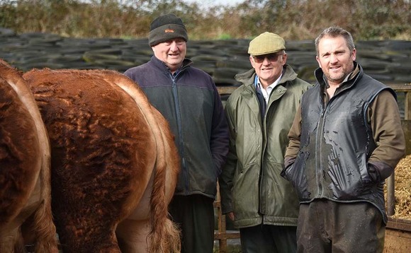 Celebrating 40 years of breeding pedigree Limousins