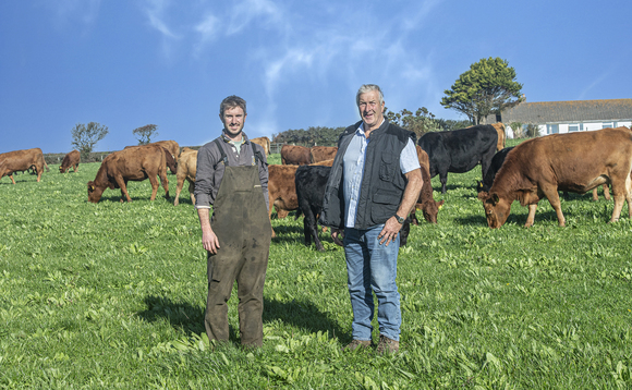 Focus on production efficiency on Cornish beef farm
